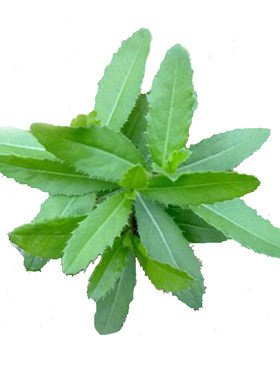 青青小蓟草刺儿菜包邮种子