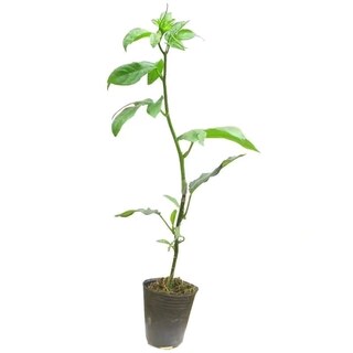 黄金香甜百香果苗广西纯甜黄金树苗庭院盆栽种植当年结果大果包邮