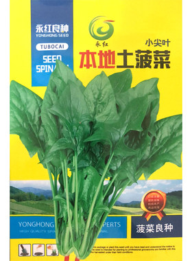 小尖叶本地土农田高产菠菜种子