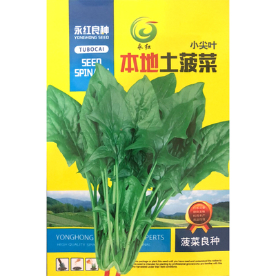 小尖叶本地土农田高产菠菜种子