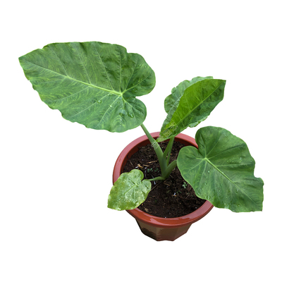 象耳芋海盆栽绿植大型物