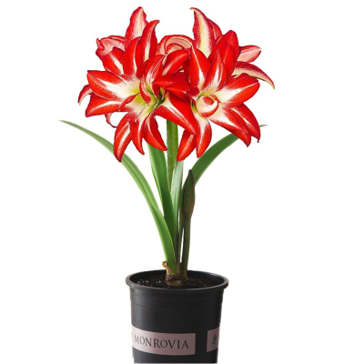 朱顶红盆栽重瓣包成活当年开花