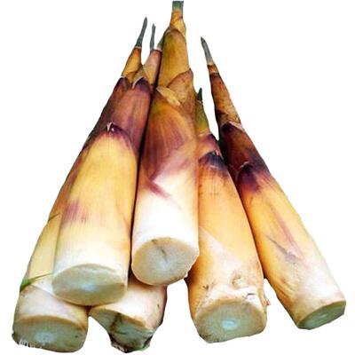 顺丰包邮现挖新鲜苦笋四川特产