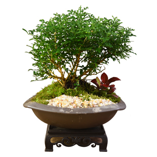 达摩九里香盆栽室内绿植办公客厅书房茶室植物盆景四季常青好养