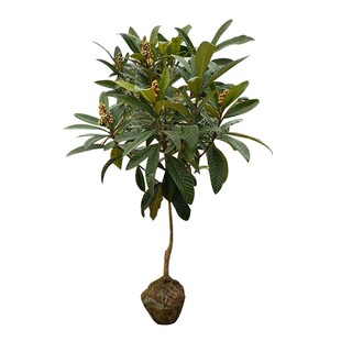 白玉枇杷嫁接苗发源地苏州东山白玉枇杷苗现挖带土球发货庭院果树