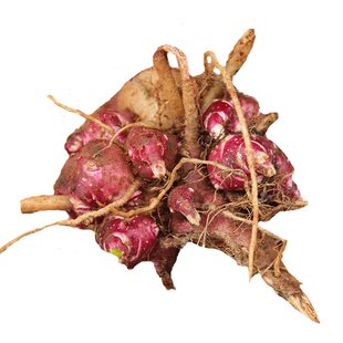 云南天山雪莲果种子黄泥沙高产红心种球优质现挖新鲜黄心种植苗