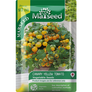 【阳台系列】进口金丝雀矮生小樱桃番茄种子孑苗学生观察植物盆栽