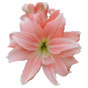 蒂卡珊瑚之星朱顶红种球进口秘鲁梦幻重瓣地栽四季盆栽新品花卉球