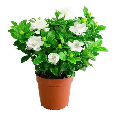 大叶香水栀子花盆栽带花苞四季开花客厅室内好养水培浓香型绿植物