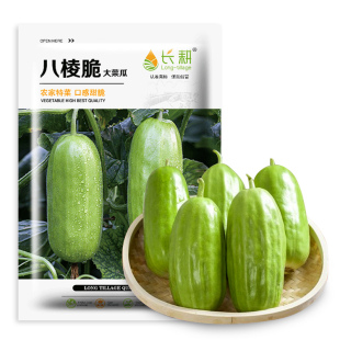 低糖八棱脆菜瓜种子八棱脆瓜种籽春夏秋四季农家烧瓜水果蔬菜种孑
