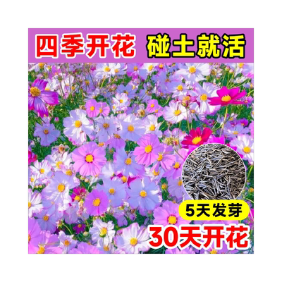 格桑花四季播种5天发芽30天赏花
