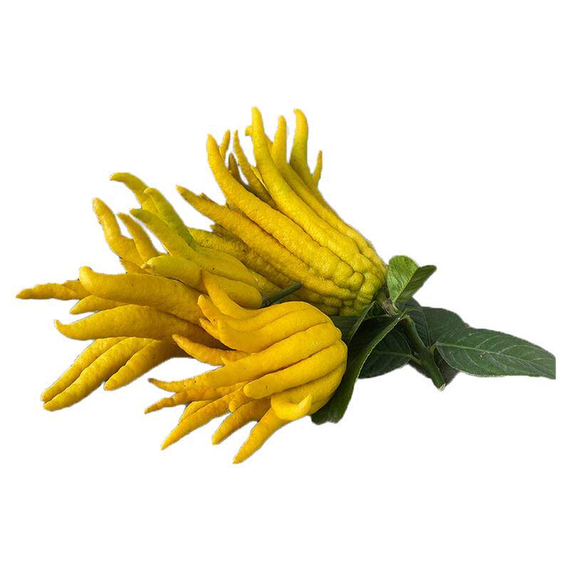 佛手柑盆栽带果带花发货庭院阳台