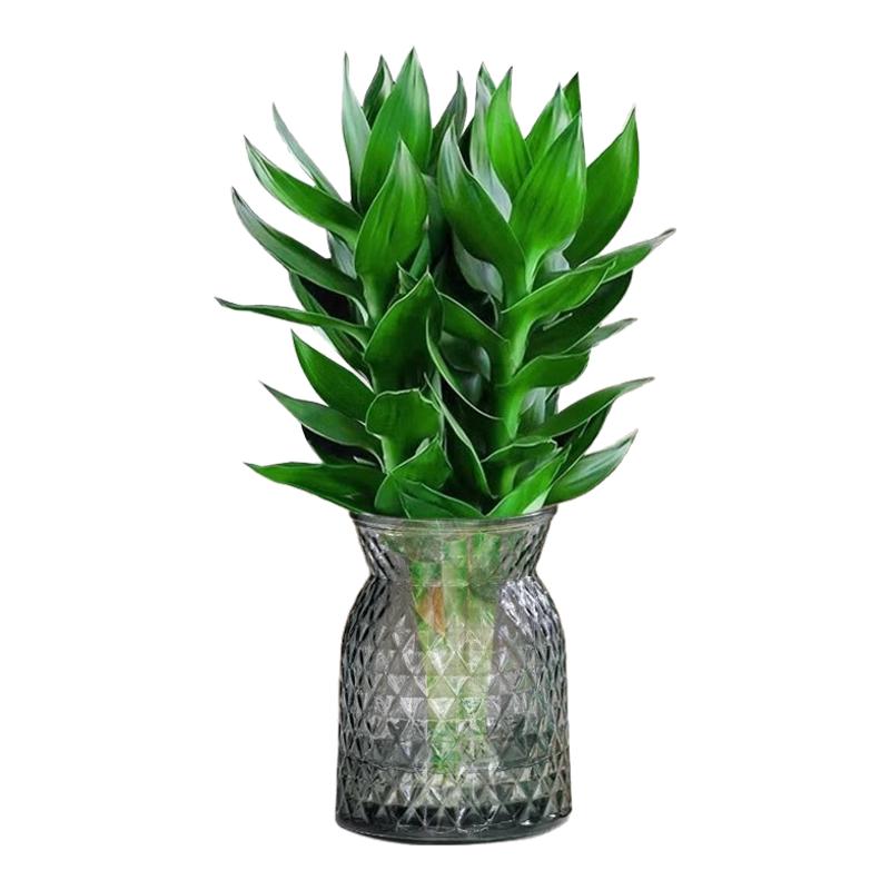 观音竹富贵竹水培植物室内盆栽