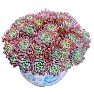 蓝苹果多肉老桩悬崖桩清棚多头大株老桩夏季超大植物血斑肉嘟嘟