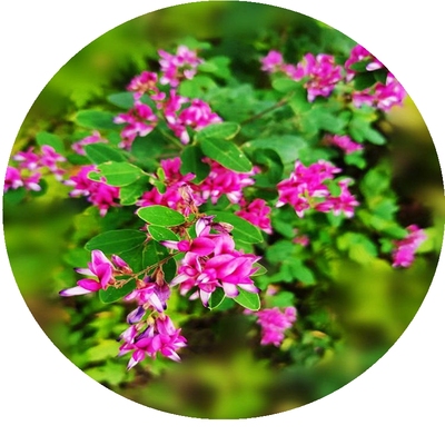 美丽胡枝子小型花灌木绿化花镜
