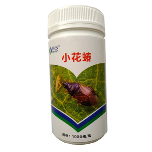 东亚小花蝽活体捕食天敌蓟马蚜虫粉虱叶螨害虫卵幼虫推荐科云昆虫