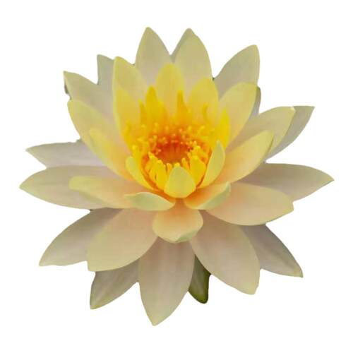 耐寒睡莲艾肯斯  大型品种   水生花卉