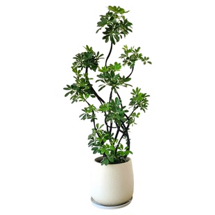 鸭脚木客厅大盆栽高级植物八方来财鸭掌木大型绿植高端大气上档次