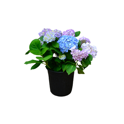 大花绣球无尽夏庭院花园绿化植物