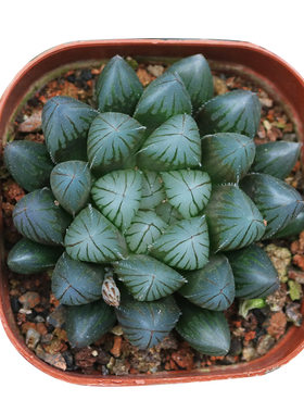 大叶楼兰十二卷玉露寿绿植花卉