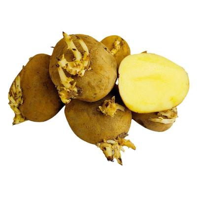 本地黄皮种子土豆种籽