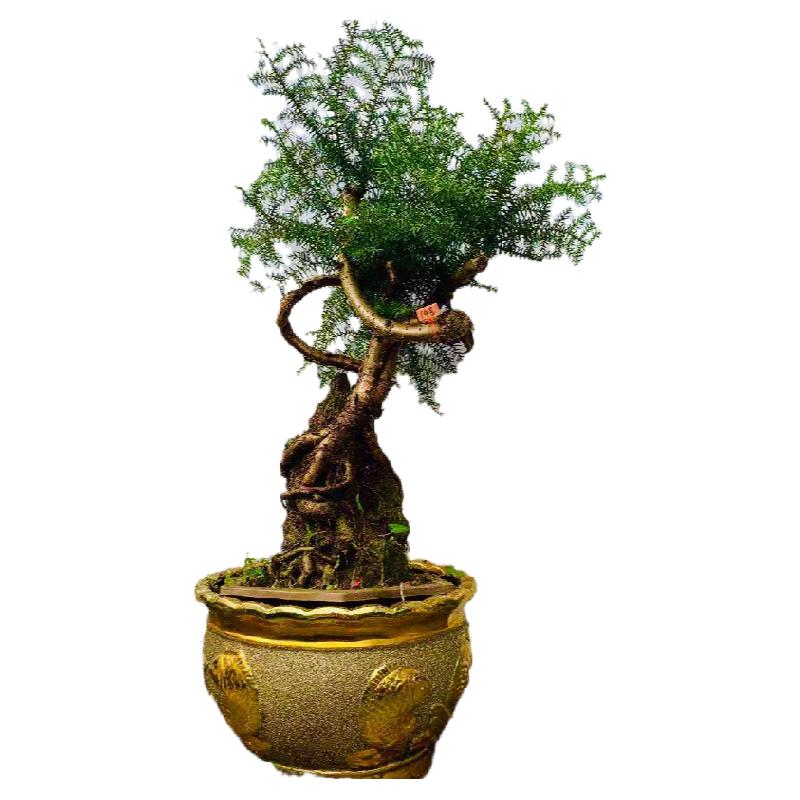 绿植盆栽新款澳大利亚送礼不老松