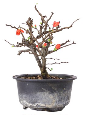 虹越木瓜贴梗海棠盆栽小苗庭院花园植物多年生好养耐寒花卉灌木