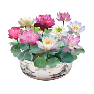 睡莲水培植物盆栽带花四季开花卉大根块池塘莲花种苗水养荷花根茎