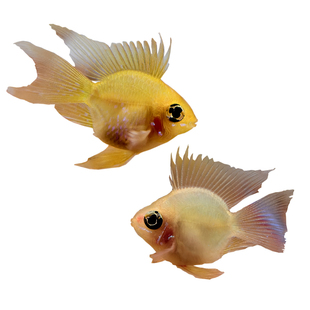 金波子鱼长尾桃心金波子荷兰凤凰皮卡丘热带淡水草缸小型鱼顺丰