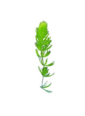 金鱼藻水草简单易养净化水质