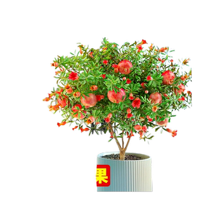石榴花盆栽老桩果树苗阳台室内外绿植物盆景四季开花好养易活花卉