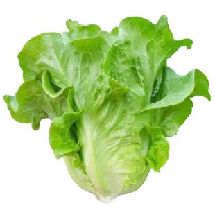 速生意大利生菜苗秧结球红皱大速生菜种子四季盆栽绿色蔬菜苗阳台