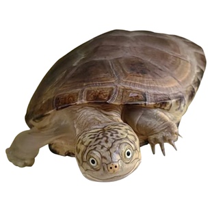 西非侧颈龟苗宠物活体沼泽侧颈深水蛋龟仰泳龟热带网红造景小乌龟