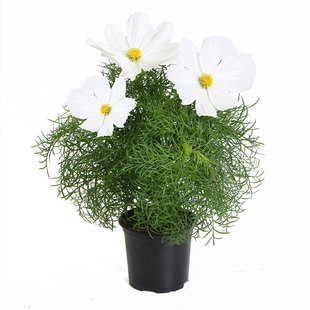 矮波斯菊/白色种子100粒Sonata white奏鸣曲格桑花籽室内盆栽春播