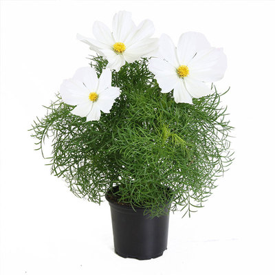 矮波斯菊/白色种子100粒Sonata white奏鸣曲格桑花籽室内盆栽春播