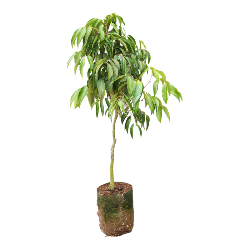 桂味荔枝树苗广西嫁接正宗妃子笑纯正易活品种晚熟树苗果苗包邮