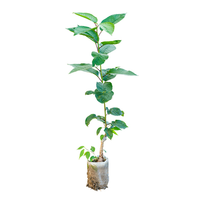 车厘子苗樱桃树苗营养杯苗包成活