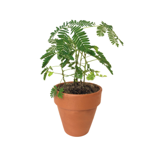 四季含羞草种子种籽小盆栽 植物 室内绿植草籽草种趣味害羞草孑