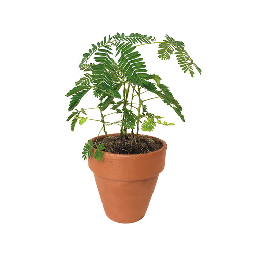 四季含羞草种子种籽小盆栽 植物 室内绿植草籽草种趣味害羞草孑