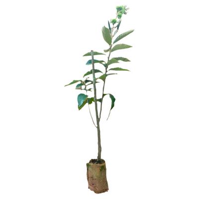 嫁接板栗苗果树果苗苗包活60天