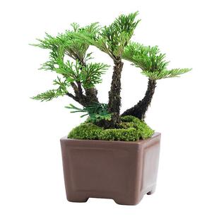 地养卷柏九死还魂草小盆景假山吸水石造景绿植物好养室内迷你盆栽