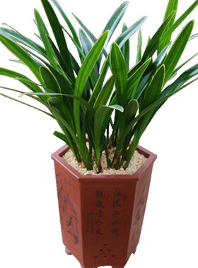 有香味的兰花苗墨兰冬带花苞出售