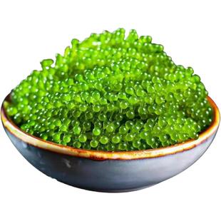 海葡萄即食盐渍海带海洋蔬菜绿色鱼子酱海藻凉拌菜寿司涮火锅食材