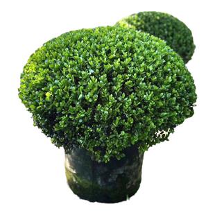 完美冬青球庭院别墅花境常绿植物耐寒耐旱绿化苗木北美冬青先令球