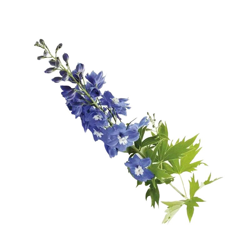 耐寒飞燕草花春播庭院室外用小铲子种易活花种籽阳台盆栽绿化种子