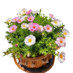 重瓣太阳花苗种孑枝条盆栽大花四季播种开花种籽子室内花卉绿植物