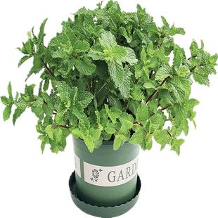 薄荷盆栽新鲜可食用薄荷叶室内水培驱蚊植物迷迭香薄荷苗绿植花卉