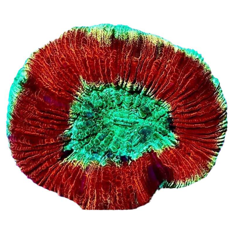 植素源水族脑类珊瑚海缸易养软体