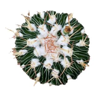 Stenocactus multicostatus多棱玉仙人球精品室内盆栽千波万波花