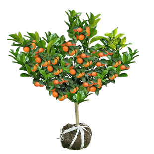 桔子树果苗南北方种植盆栽地栽嫁接春见耙耙柑不知火丑橘树果树苗